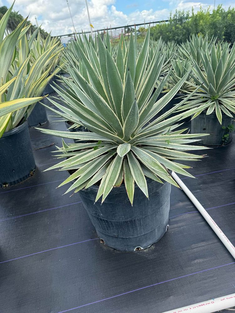 agave-angustifolia-var-marginata-agave-variegated-caribbean