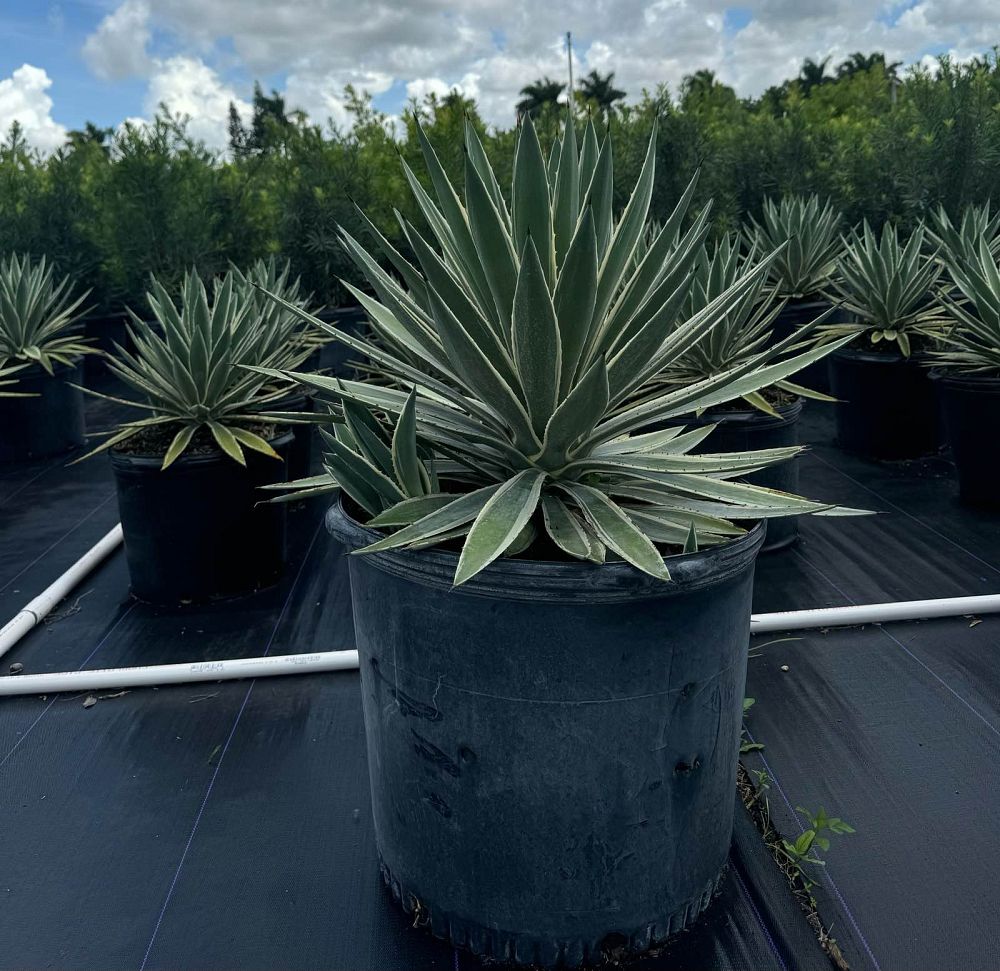 agave-angustifolia-var-marginata-agave-variegated-caribbean