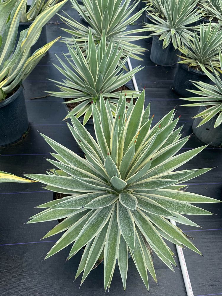 agave-angustifolia-var-marginata-agave-variegated-caribbean
