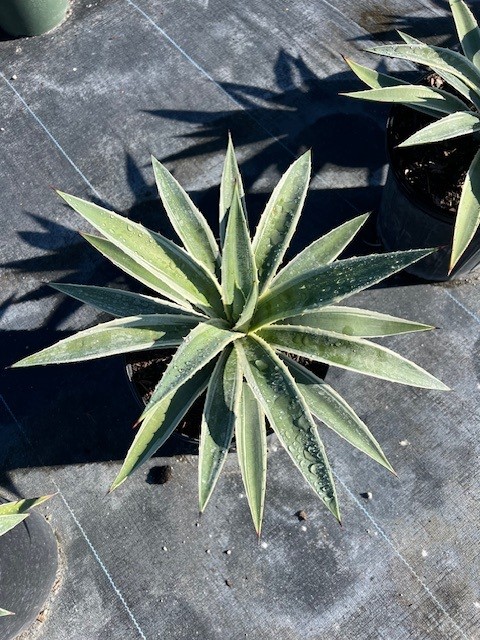 agave-angustifolia-var-marginata-agave-variegated-caribbean