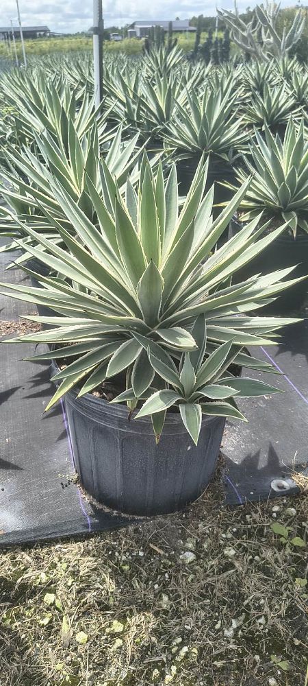 agave-angustifolia-var-marginata-agave-variegated-caribbean