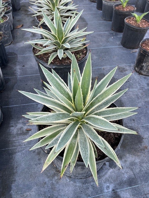 agave-angustifolia-var-marginata-agave-variegated-caribbean