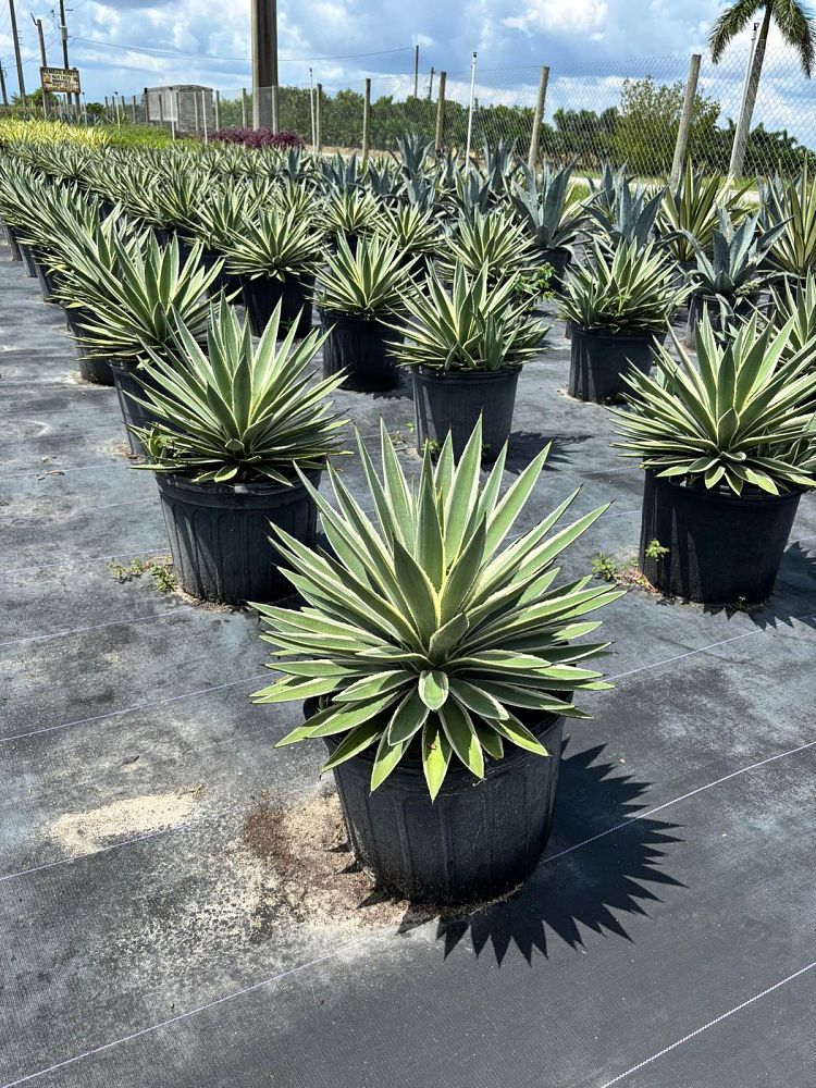 agave-angustifolia-var-marginata-agave-variegated-caribbean
