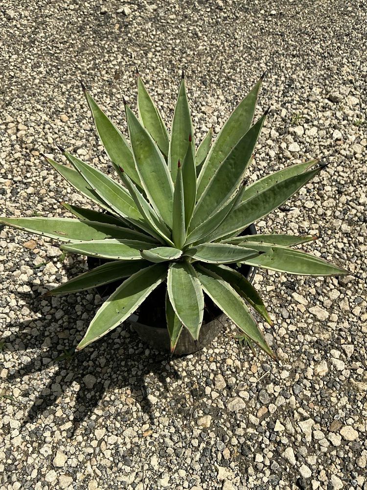 agave-angustifolia-var-marginata-agave-variegated-caribbean