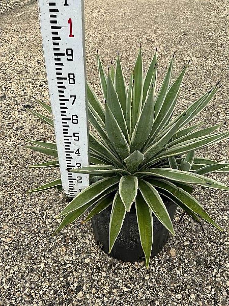 agave-angustifolia-var-marginata-agave-variegated-caribbean