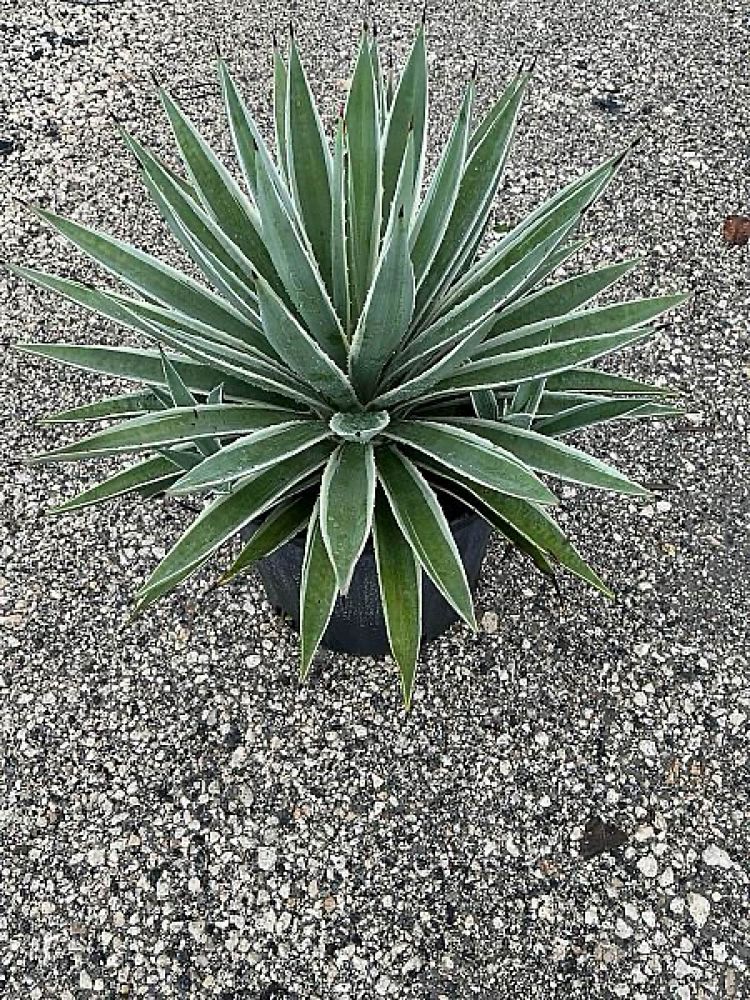 agave-angustifolia-var-marginata-agave-variegated-caribbean