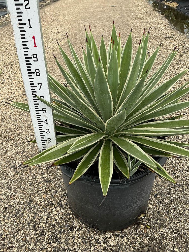 agave-angustifolia-var-marginata-agave-variegated-caribbean