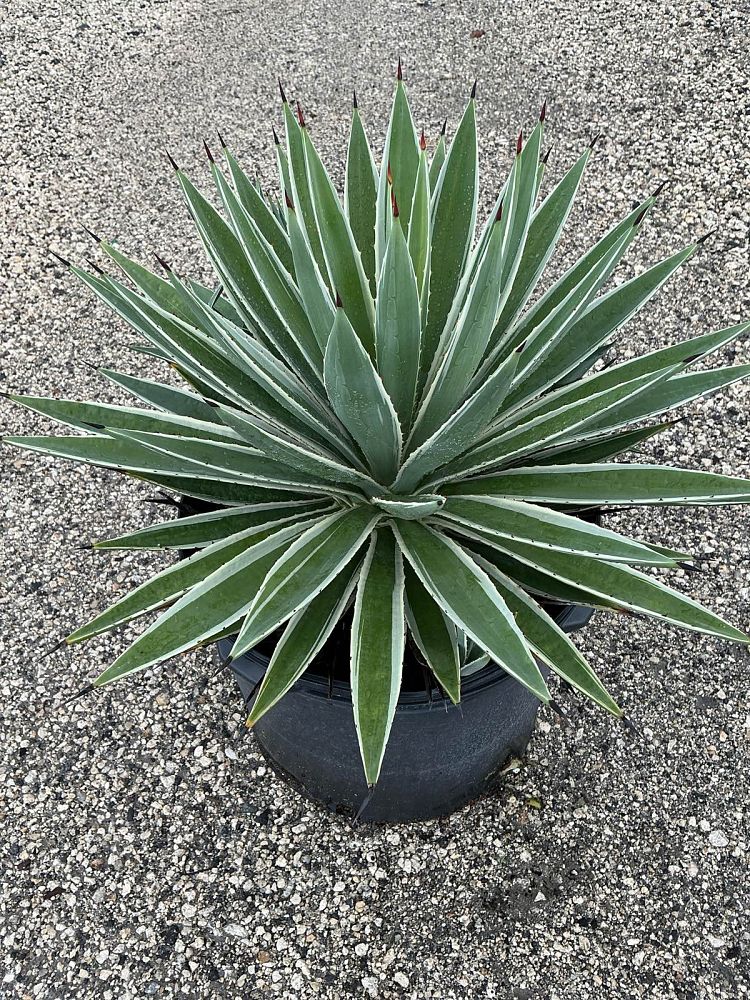 agave-angustifolia-var-marginata-agave-variegated-caribbean