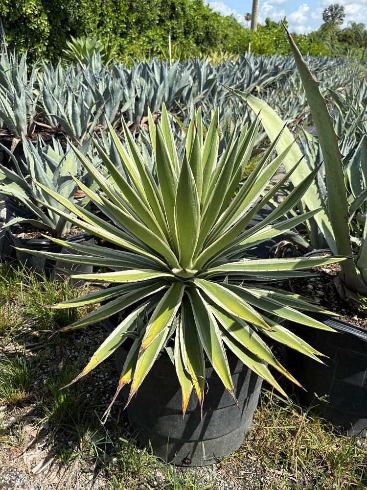 agave-angustifolia-var-marginata-agave-variegated-caribbean