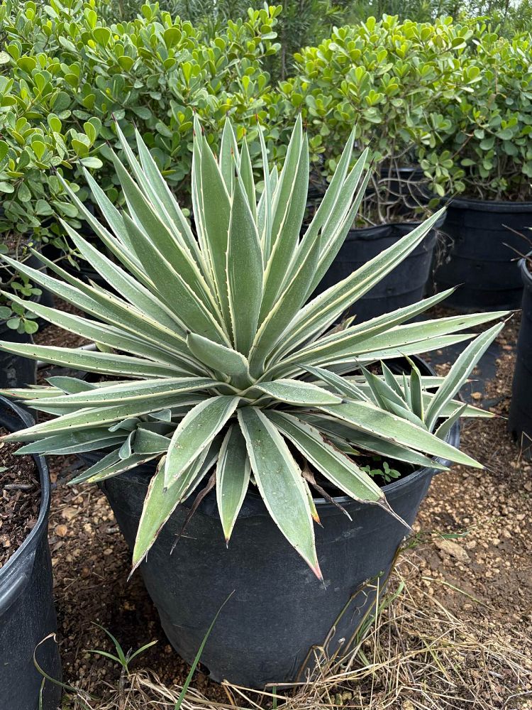 agave-angustifolia-var-marginata-agave-variegated-caribbean