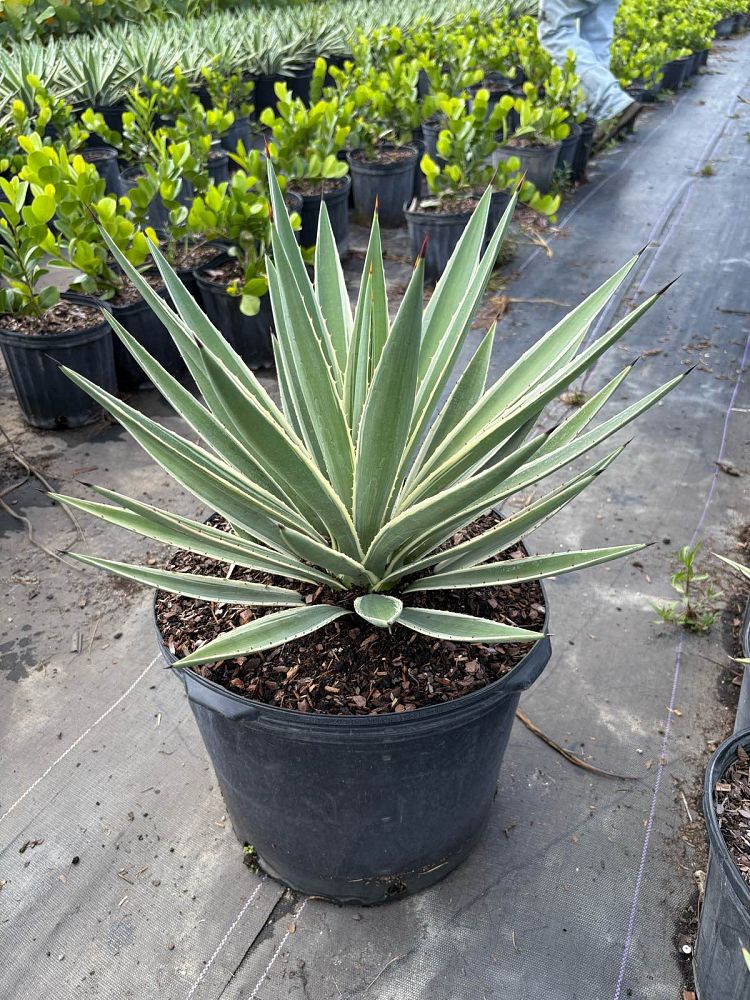 agave-angustifolia-var-marginata-agave-variegated-caribbean