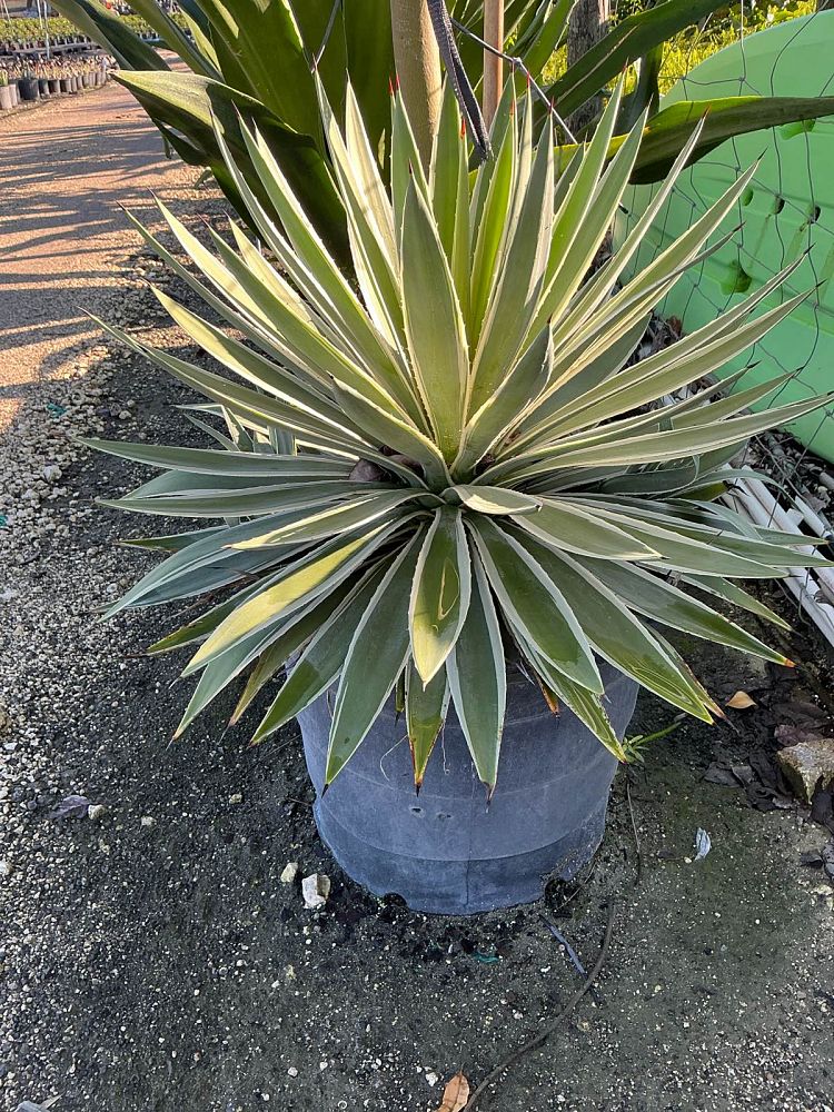 agave-angustifolia-var-marginata-agave-variegated-caribbean