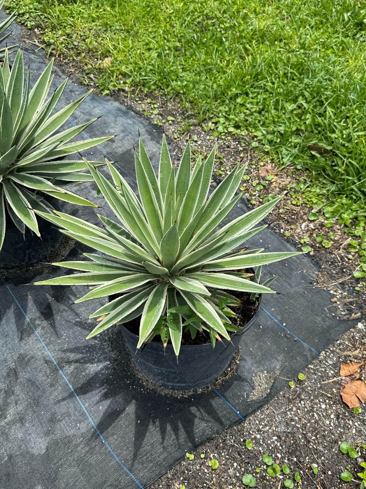 agave-angustifolia-var-marginata-agave-variegated-caribbean