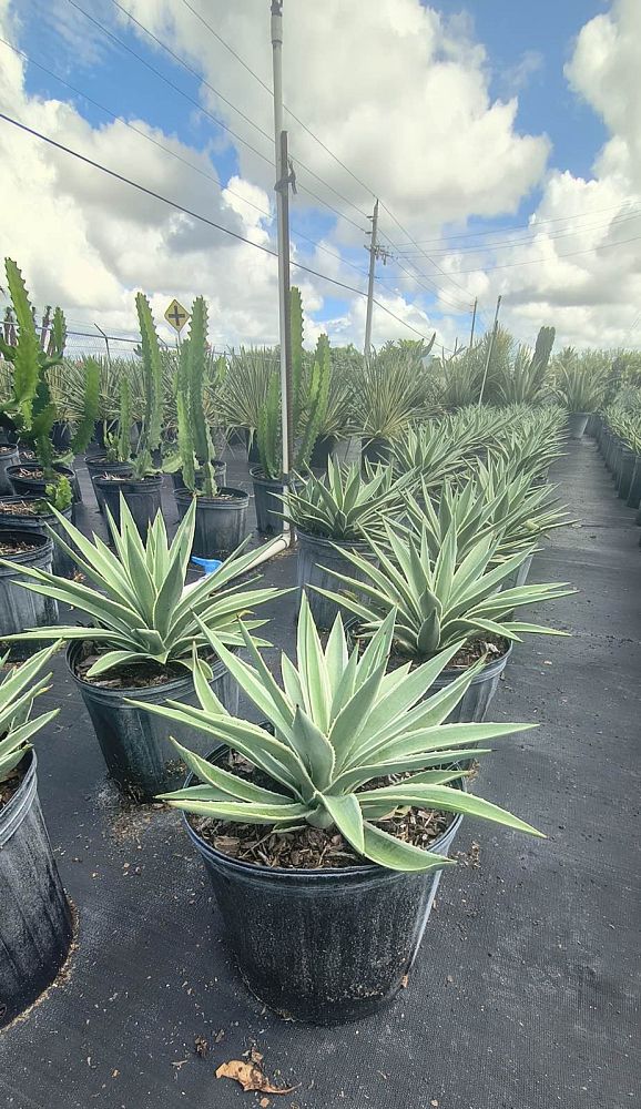 agave-angustifolia-var-marginata-agave-variegated-caribbean