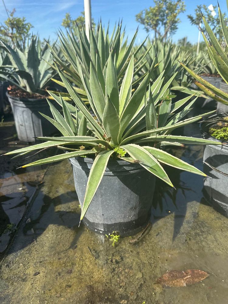 agave-angustifolia-var-marginata-agave-variegated-caribbean