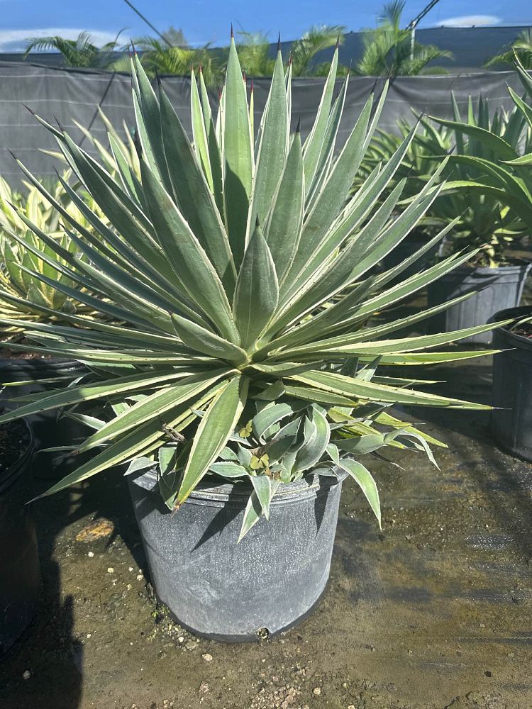 agave-angustifolia-var-marginata-agave-variegated-caribbean