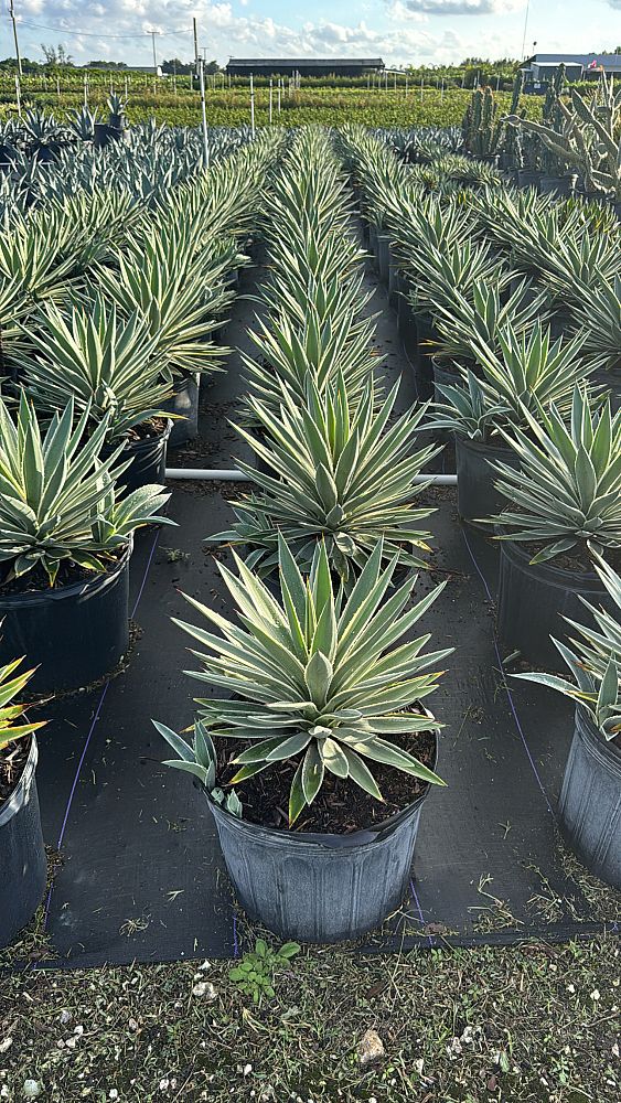 agave-angustifolia-var-marginata-agave-variegated-caribbean