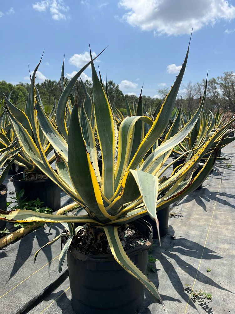 agave-assorted