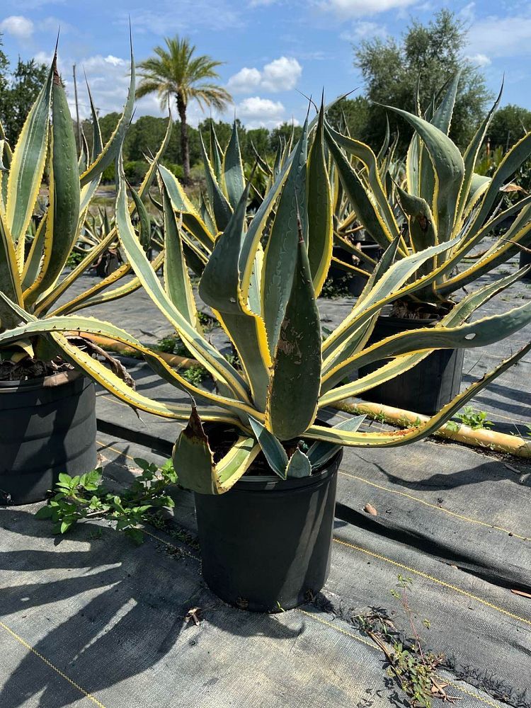 agave-assorted
