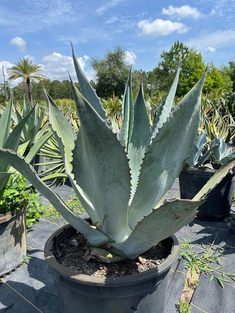 agave-assorted