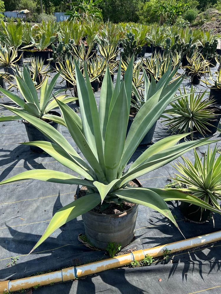 agave-assorted