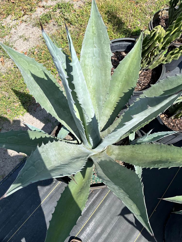 agave-assorted