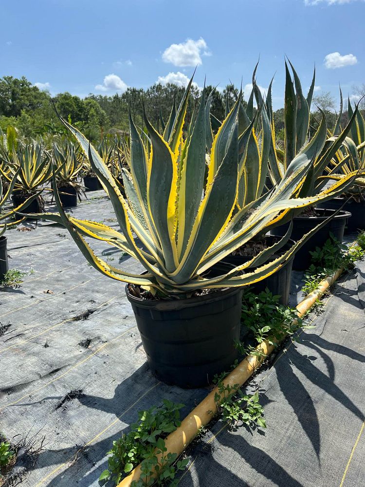 agave-assorted