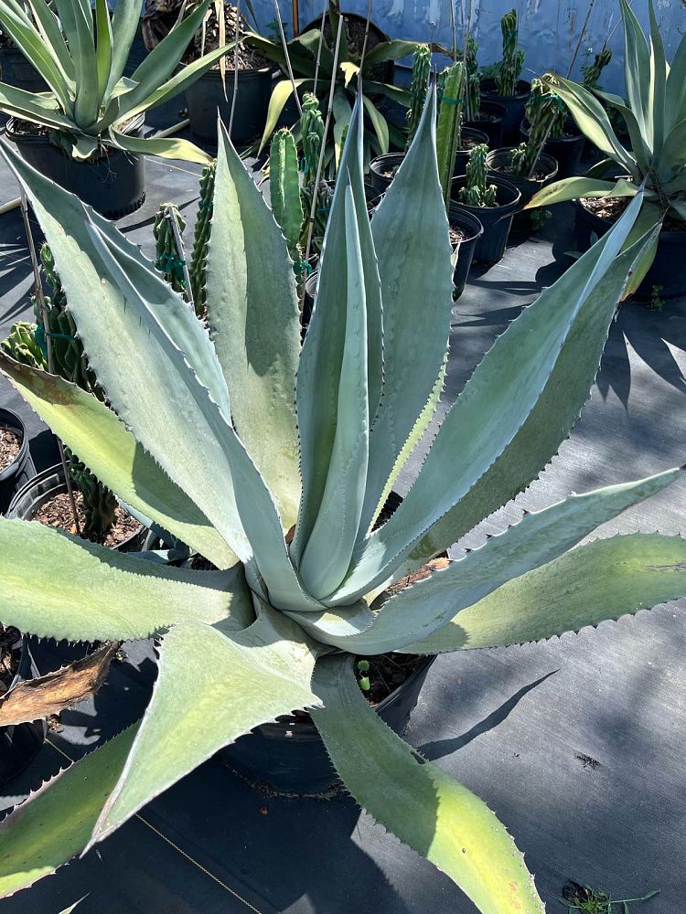 agave-assorted