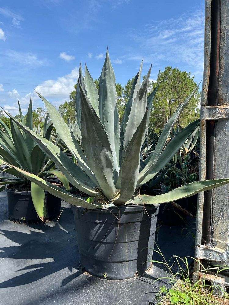 agave-assorted