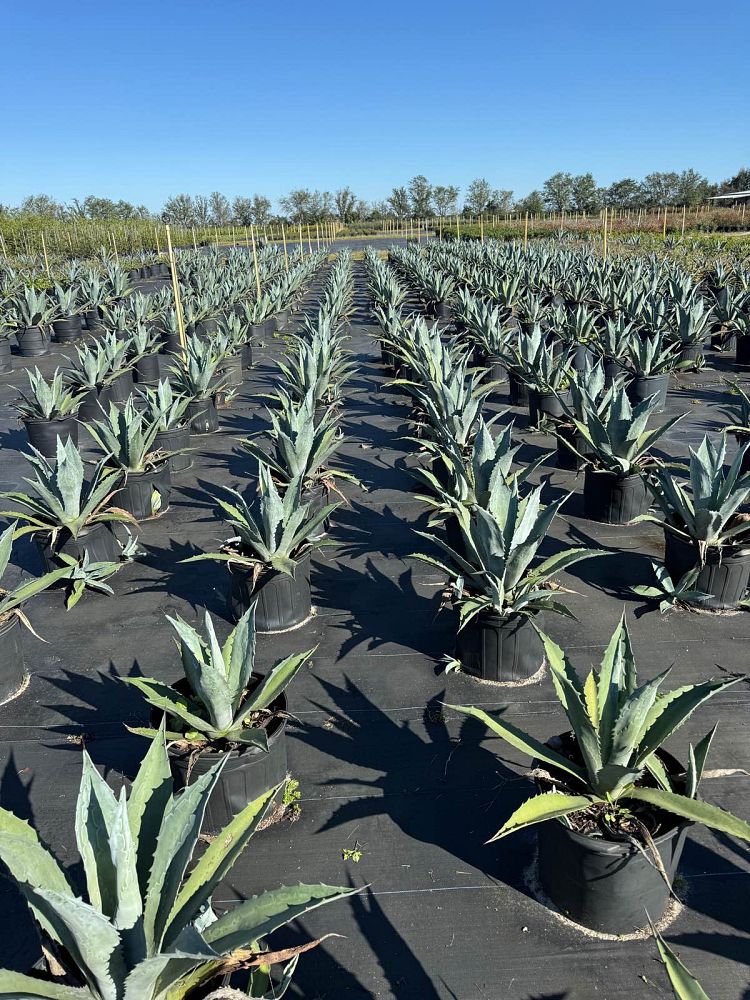 agave-attenuata-blue-blue-attenuata-agave