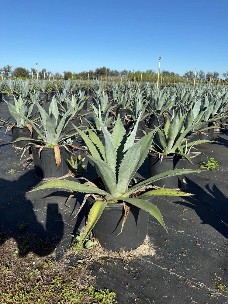 agave-attenuata-blue-blue-attenuata-agave