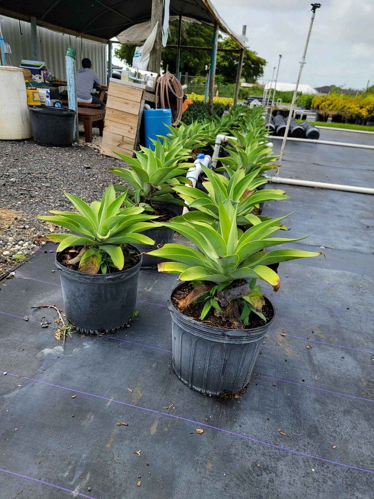 agave-attenuata-blue-blue-attenuata-agave