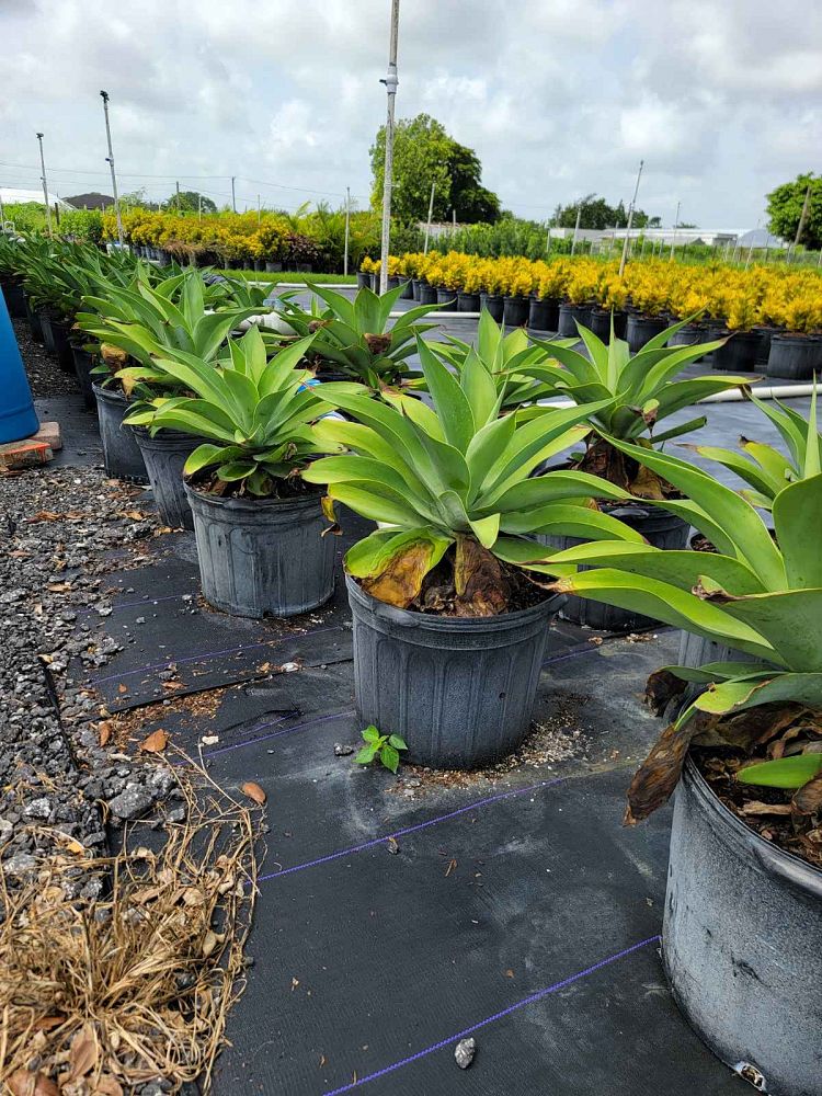 agave-attenuata-blue-blue-attenuata-agave