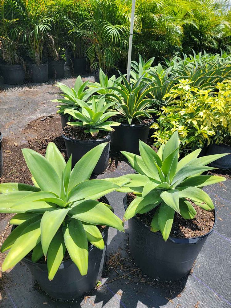 agave-attenuata-blue-blue-attenuata-agave