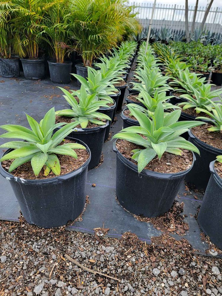 agave-attenuata-blue-blue-attenuata-agave