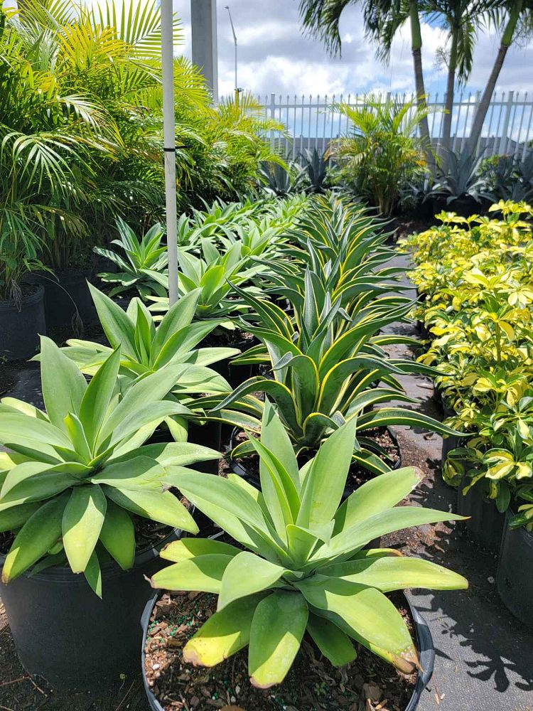 agave-attenuata-blue-blue-attenuata-agave