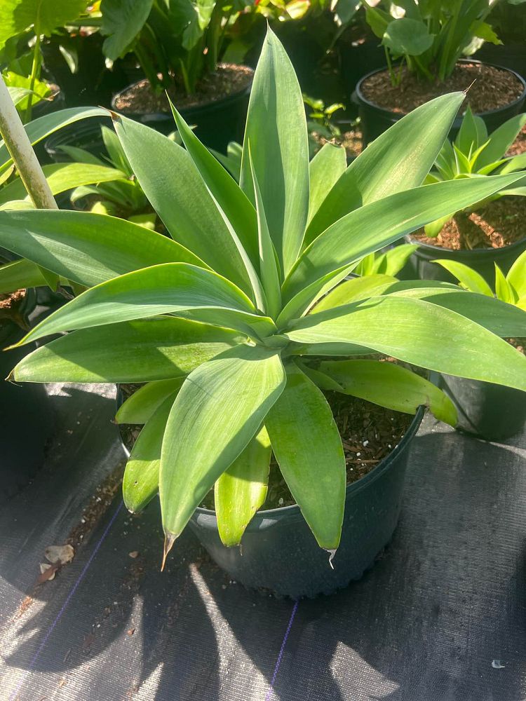 agave-attenuata-blue-blue-attenuata-agave