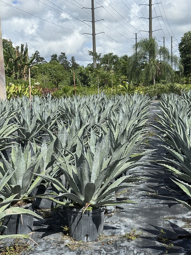agave-attenuata-blue-blue-attenuata-agave