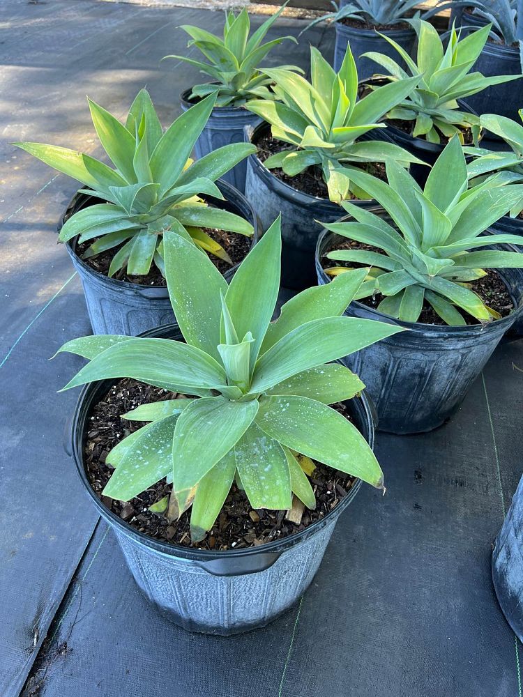 agave-attenuata-blue-fantastic-dragon-tree-agave-spineless-agave-foxtail-agave