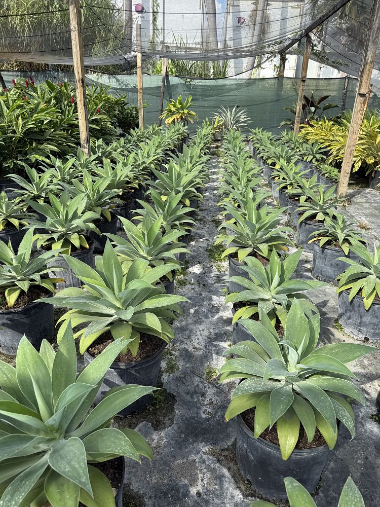 agave-attenuata-blue-fantastic-dragon-tree-agave-spineless-agave-foxtail-agave