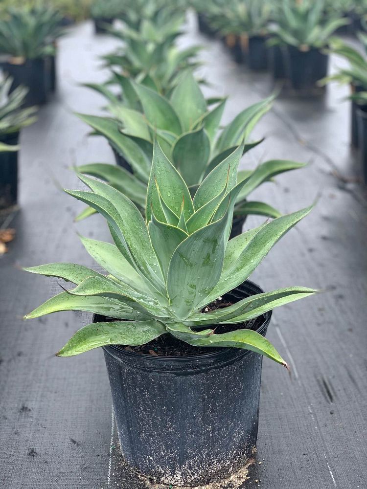 agave-attenuata-boutin-blue-agave-attenuata-huntington-blue