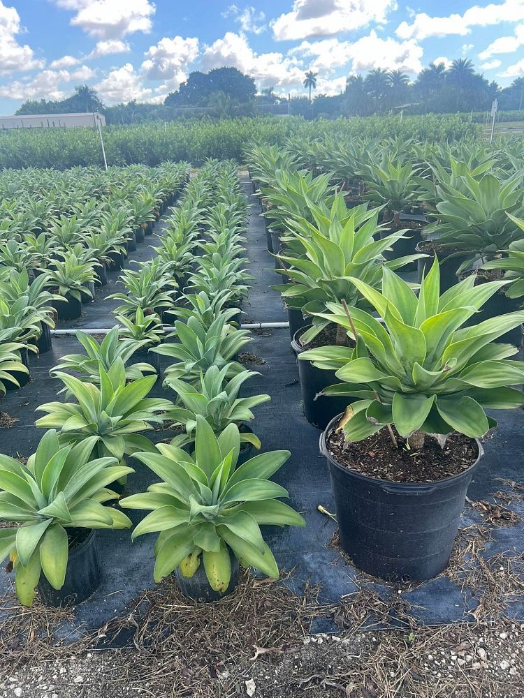 agave-attenuata-kara-s-stripes-dragon-tree-agave-spineless-agave-foxtail-agave