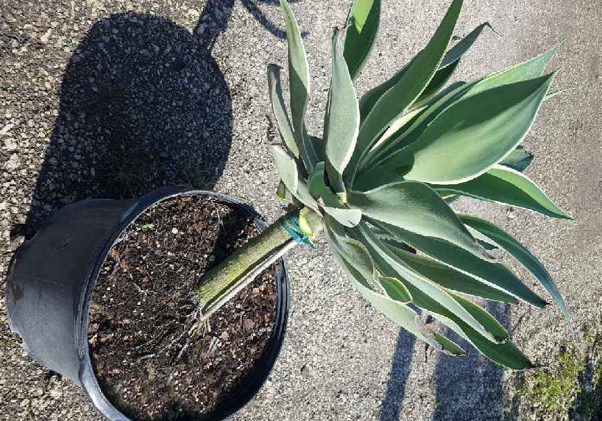 Island Tropical Foliage | plantANT.com