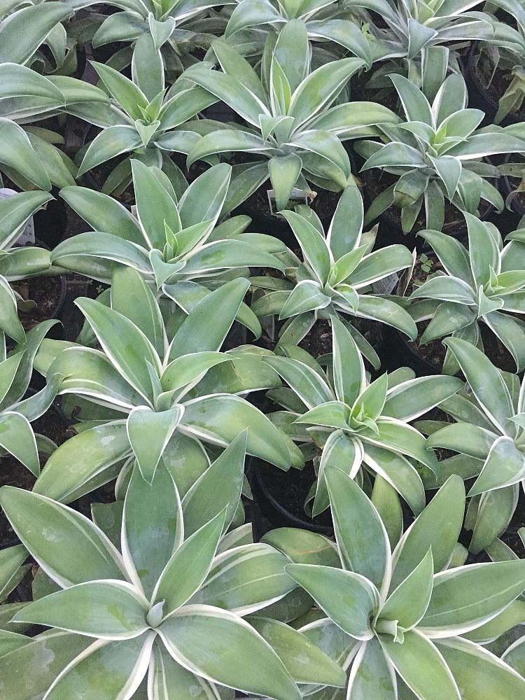 agave-attenuata-ray-of-light-dragon-tree-agave-spineless-agave-foxtail-agave