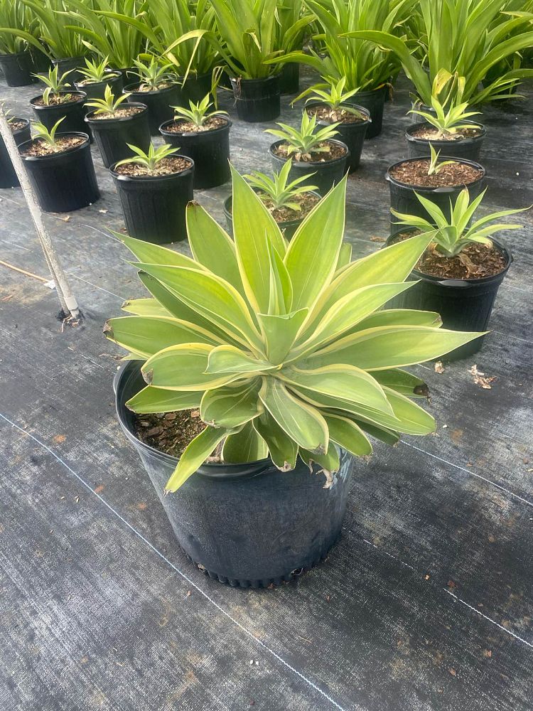agave-attenuata-ray-of-light-dragon-tree-agave-spineless-agave-foxtail-agave