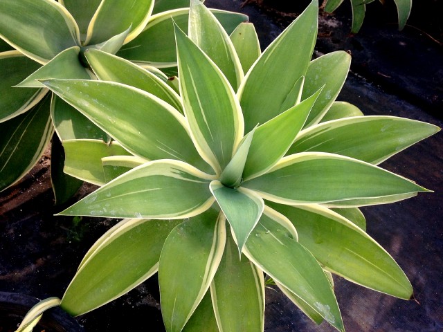 agave-attenuata-spineless-century-plant-soft-tip-agave