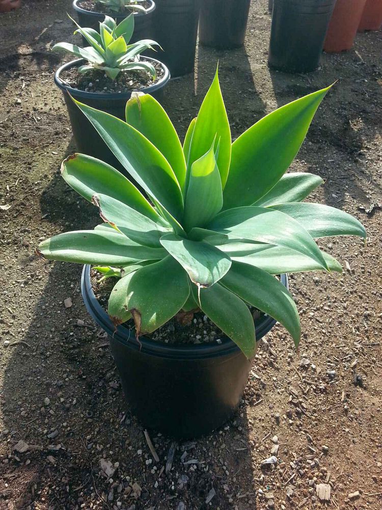 agave-attenuata-spineless-century-plant-soft-tip-agave