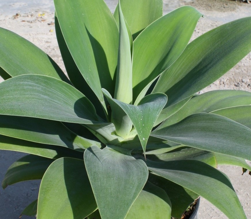 agave-attenuata-spineless-century-plant-soft-tip-agave
