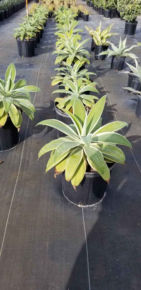 agave-attenuata-spineless-century-plant-soft-tip-agave