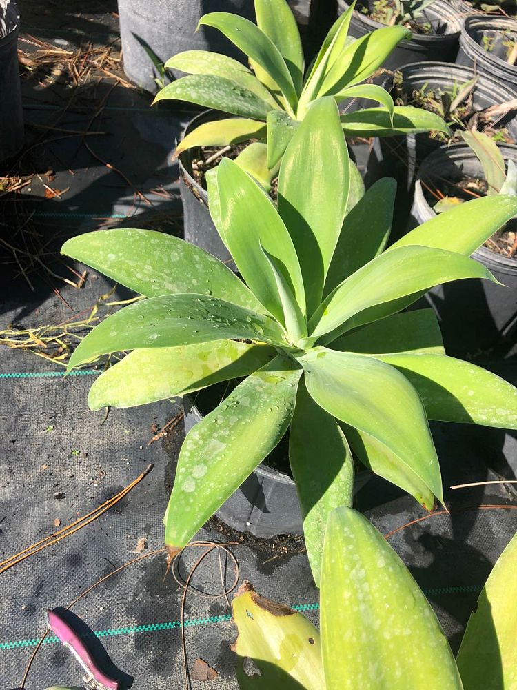 agave-attenuata-spineless-century-plant-soft-tip-agave
